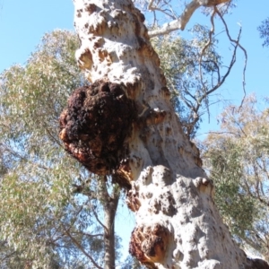 Eucalyptus mannifera at O'Connor, ACT - 2 Aug 2019