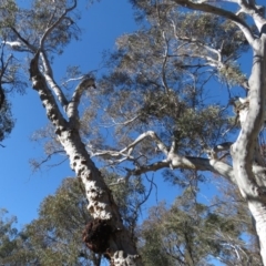 Eucalyptus mannifera at Bruce Ridge - 2 Aug 2019 12:11 PM