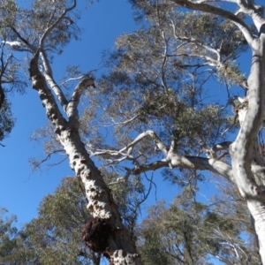 Eucalyptus mannifera at Bruce Ridge - 2 Aug 2019 12:11 PM