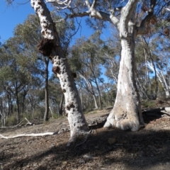 Eucalyptus mannifera at O'Connor, ACT - 2 Aug 2019