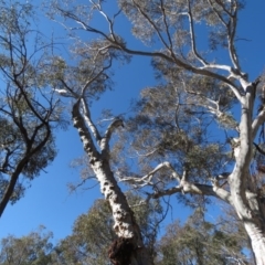 Eucalyptus mannifera at Bruce Ridge - 2 Aug 2019 12:11 PM