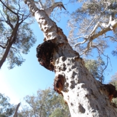 Eucalyptus mannifera at O'Connor, ACT - 2 Aug 2019