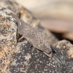 Goniaea sp. (genus) (A gumleaf grasshopper) at Acton, ACT - 2 Aug 2019 by rawshorty