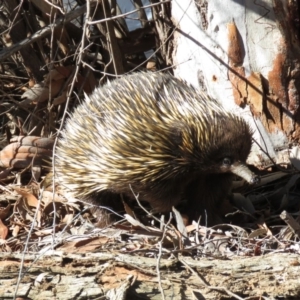 Tachyglossus aculeatus at O'Connor, ACT - 2 Aug 2019