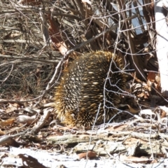 Tachyglossus aculeatus at O'Connor, ACT - 2 Aug 2019