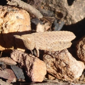 Goniaea sp. (genus) at Acton, ACT - 2 Aug 2019 01:45 PM