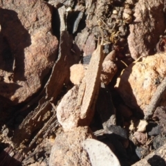 Goniaea sp. (genus) at Acton, ACT - 2 Aug 2019