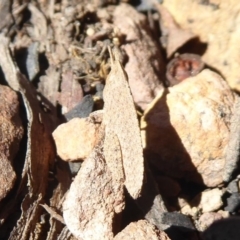 Goniaea sp. (genus) at Acton, ACT - 2 Aug 2019 01:45 PM