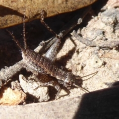 Eurepa marginipennis (Mottled bush cricket) at ANBG - 2 Aug 2019 by Christine