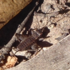 Eurepa marginipennis at Acton, ACT - 2 Aug 2019