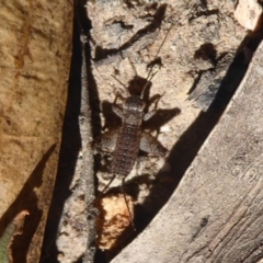 Eurepa marginipennis at Acton, ACT - 2 Aug 2019