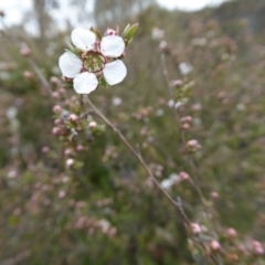 Leptospermum lanigerum (Woolly Teatree) at Yass River, NSW - 16 Oct 2016 by SenexRugosus