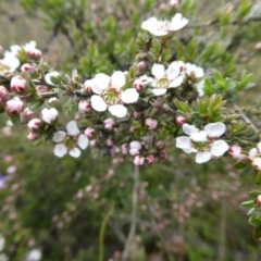 Leptospermum lanigerum at Yass River, NSW - 16 Oct 2016