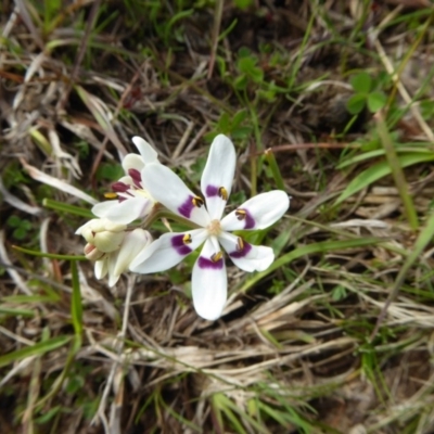 Wurmbea dioica subsp. dioica (Early Nancy) at Yass River, NSW - 17 Sep 2016 by SenexRugosus