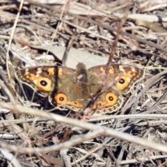 Junonia villida (Meadow Argus) at Kambah Pool - 2 Aug 2019 by RodDeb