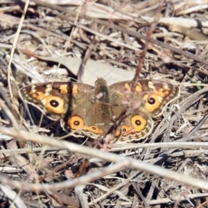 Junonia villida at Tuggeranong DC, ACT - 2 Aug 2019