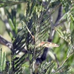 Junonia villida at Tuggeranong DC, ACT - 2 Aug 2019