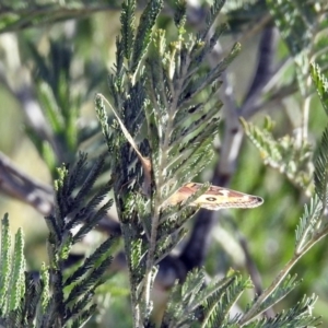 Junonia villida at Tuggeranong DC, ACT - 2 Aug 2019 01:37 PM