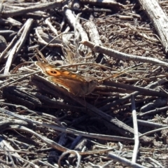 Junonia villida at Tuggeranong DC, ACT - 2 Aug 2019 01:37 PM