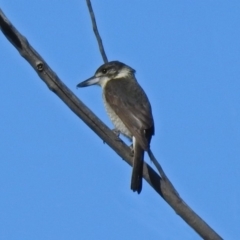 Cracticus torquatus (Grey Butcherbird) at Bullen Range - 2 Aug 2019 by RodDeb