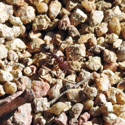 Iridomyrmex purpureus (Meat Ant) at Bullen Range - 2 Aug 2019 by RodDeb