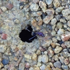 Iridomyrmex purpureus at Tuggeranong DC, ACT - 2 Aug 2019