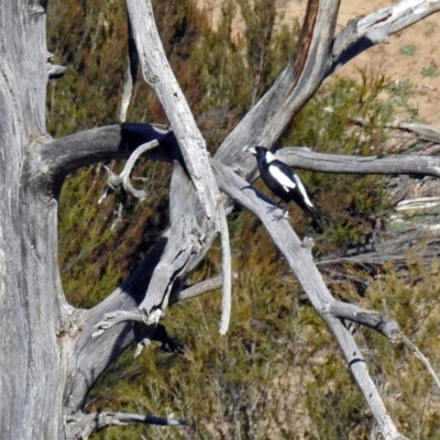 Gymnorhina tibicen (Australian Magpie) at Bullen Range - 2 Aug 2019 by RodDeb
