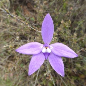 Glossodia major at Yass River, NSW - suppressed