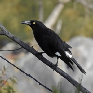 Strepera graculina at Tuggeranong DC, ACT - 2 Aug 2019