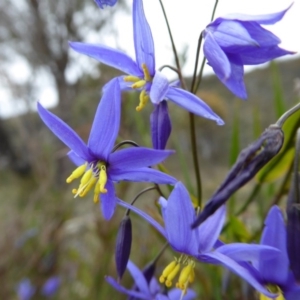 Stypandra glauca at Yass River, NSW - 16 Oct 2016