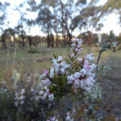 Lissanthe strigosa subsp. subulata (Peach Heath) at Yass River, NSW - 21 Sep 2016 by SenexRugosus