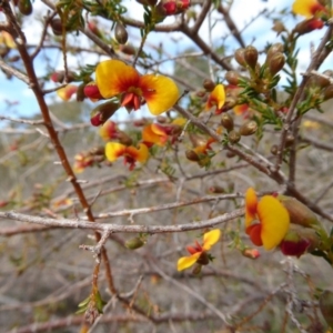 Dillwynia phylicoides at Yass River, NSW - 25 Sep 2016