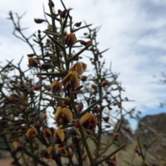 Daviesia genistifolia (Broom Bitter Pea) at Yass River, NSW - 24 Sep 2016 by SenexRugosus