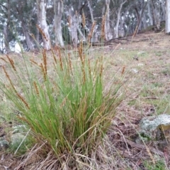 Carex appressa (Tall Sedge) at Rugosa - 26 Nov 2017 by SenexRugosus