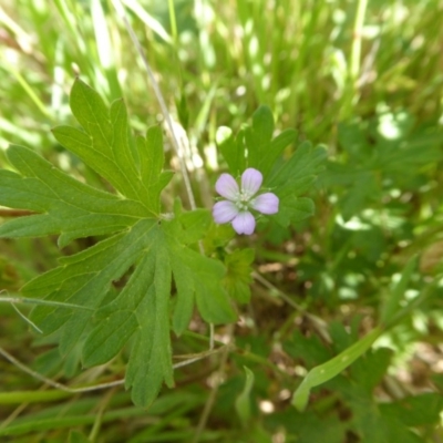 Geranium solanderi var. solanderi (Native Geranium) at Yass River, NSW - 21 Nov 2017 by SenexRugosus