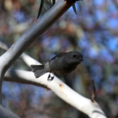 Pachycephala pectoralis (Golden Whistler) at Majura, ACT - 28 Jul 2019 by jb2602