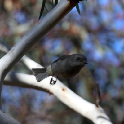 Pachycephala pectoralis (Golden Whistler) at Majura, ACT - 28 Jul 2019 by jb2602