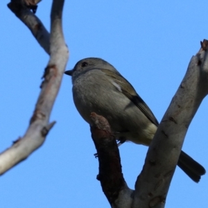 Pachycephala pectoralis at Majura, ACT - 28 Jul 2019