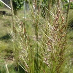 Austrostipa densiflora (Foxtail Speargrass) at Rugosa - 20 Nov 2017 by SenexRugosus