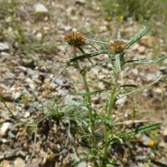 Euchiton sphaericus (Star Cudweed) at Rugosa - 20 Nov 2017 by SenexRugosus