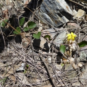 Goodenia hederacea subsp. hederacea at Yass River, NSW - 21 Nov 2017