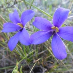 Cheiranthera linearis (Finger Flower) at Yass River, NSW - 20 Nov 2017 by SenexRugosus