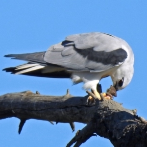 Elanus axillaris at Fyshwick, ACT - 1 Aug 2019