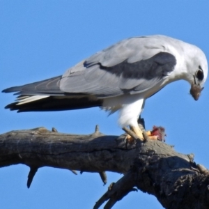 Elanus axillaris at Fyshwick, ACT - 1 Aug 2019