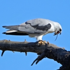 Elanus axillaris at Fyshwick, ACT - 1 Aug 2019