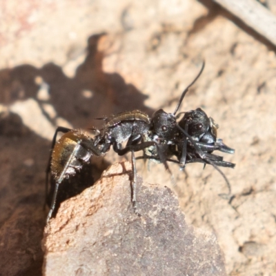 Polyrhachis ammon (Golden-spined Ant, Golden Ant) at Acton, ACT - 2 Aug 2019 by rawshorty