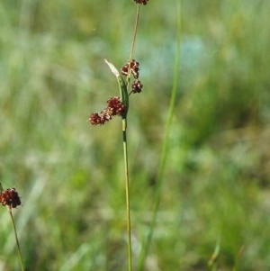 Luzula densiflora at Conder, ACT - 22 Oct 1999