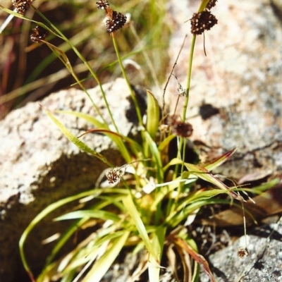 Luzula densiflora (Dense Wood-rush) at Conder, ACT - 31 Oct 1999 by MichaelBedingfield