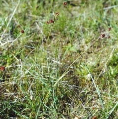 Luzula densiflora (Dense Wood-rush) at Tuggeranong Hill - 3 Nov 2000 by michaelb