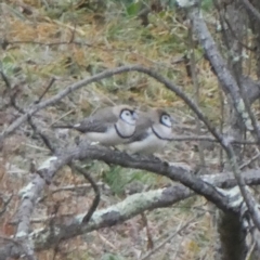 Stizoptera bichenovii (Double-barred Finch) at Wandiyali-Environa Conservation Area - 2 Aug 2019 by Wandiyali